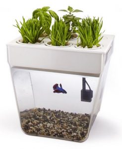 home aquaponics suppliers