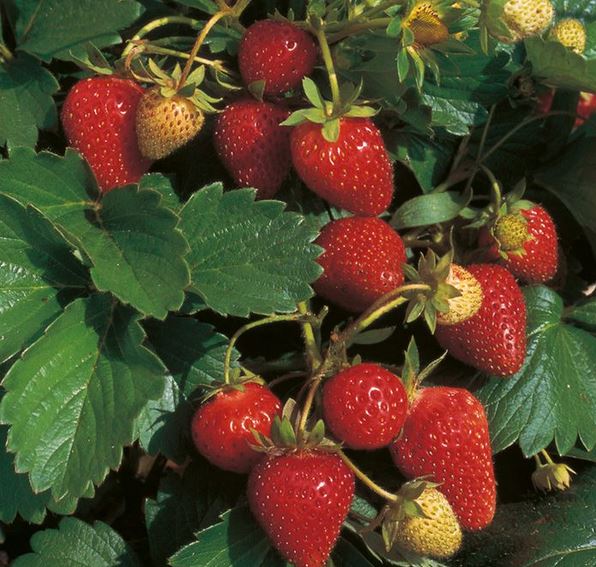 hydroponic strawberries