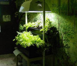 DIY hydroponics system