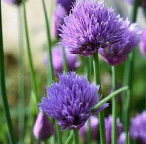 How to grow chives indoors