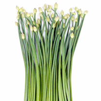 garlic chives