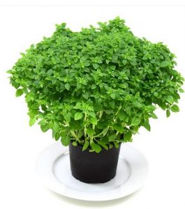 how to grow basil indoors