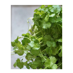 leaf coriander