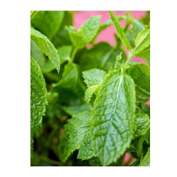 Most popular herbs to grow indoors