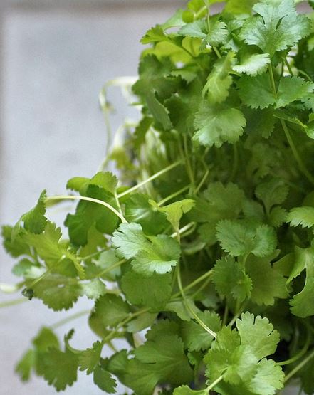 How to grow coriander indoors