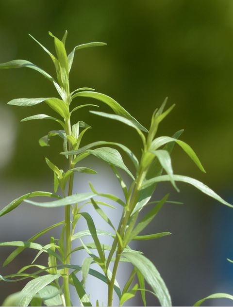 How to grow tarragon at home