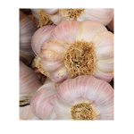 albigensian garlic