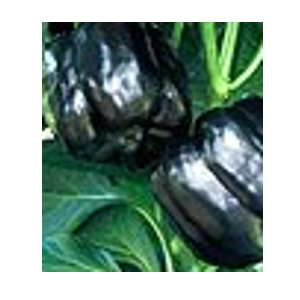 black bell pepper