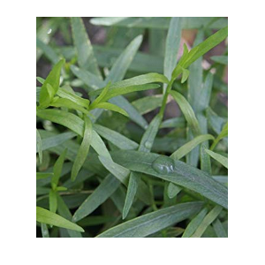 Where to buy french tarragon
