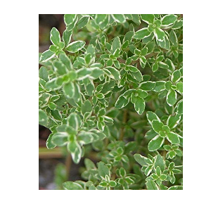 french thyme
