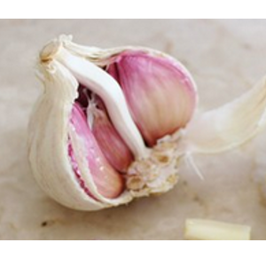 How to grow garlic at home