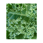 curly kale seeds