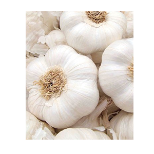 grow garlic at home