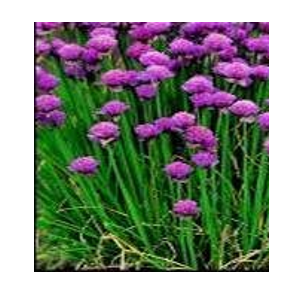 chives - where to buy herb seeds