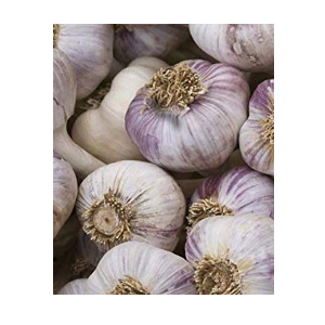 Red DukeGarlic-planting now Garlic seeds pack of 30 cloves from 3 bulbs Live Seeds