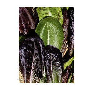 romaine lettuce seeds
