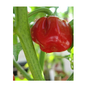 growing peppers indoors