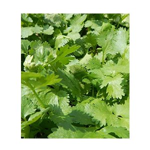 How to grow coriander indoors