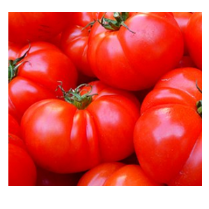 growing tomatoes indoors
