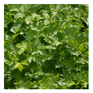 Italian parsley