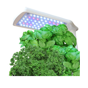 growing herbs hydroponically