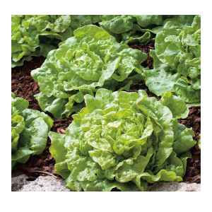 aquaponic lettuce