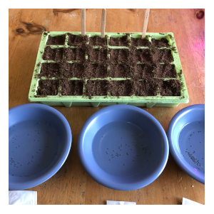 grow basil indoors