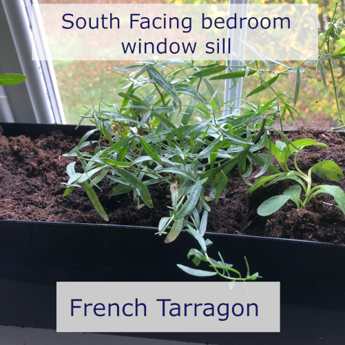 grow french tarragon on a window sill