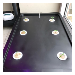 black diy hydroponic kit