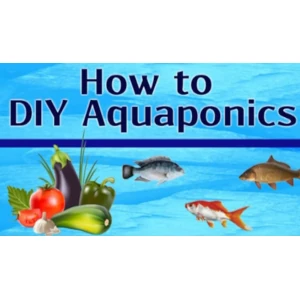 DIY aquaponics