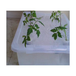 diy hydroponic kit