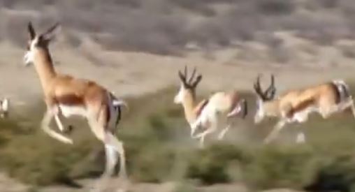 gazelle running technique