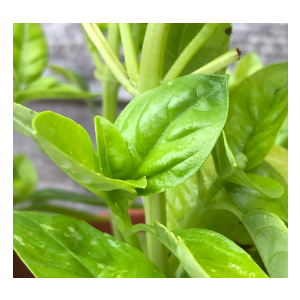 genovese basil