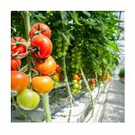 hydroponic greenhouse tomato