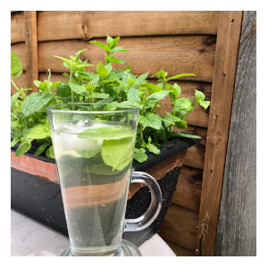 fresh spearmint tea
