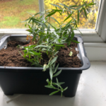 grow tarragon indoors