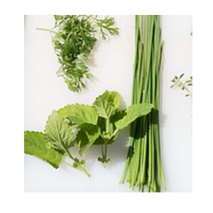 how to grow herbs indoors