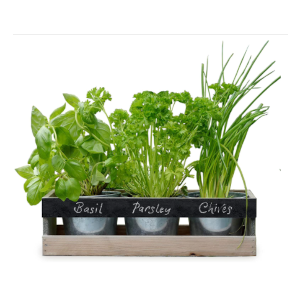 kitchen herb garden kit