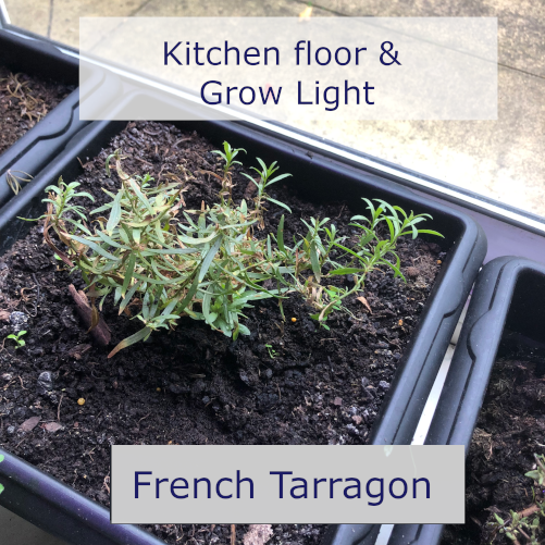 grow french tarragon in the kitchen