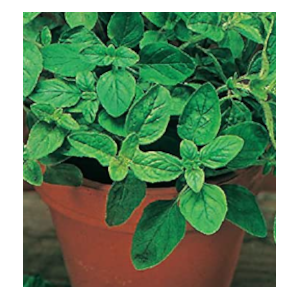 grow oregano in pots