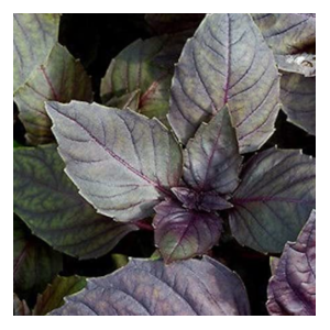 red basil