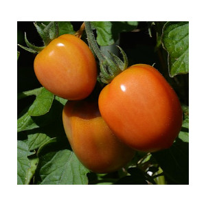 growing roma tomatoes