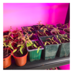 tomatoes under a grow light