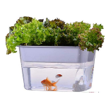 small aquaponics kit