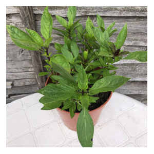 thai basil in a pot