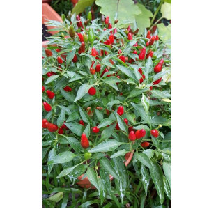 thai chilli pepper plant