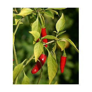 grow peppers