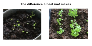 heat mat