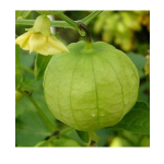 tomatillo